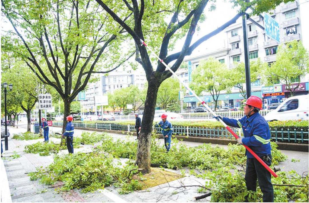 绿化养护行道树修剪